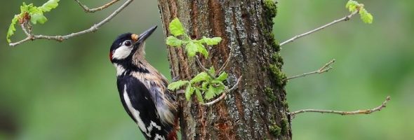 identification guide tree bark firewood identification pictures